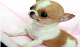 最小的柯基多大 世界上最小的狗